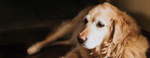 New analysis links spaying of dogs with deadly canine cancer