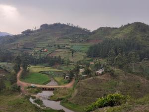 Tea plantations in the Kigezi Highlands of Uganda.