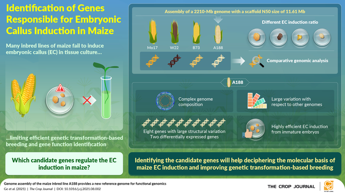 Genome assembly of the maize