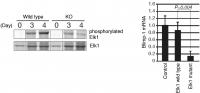 ERKs Are Required for the Phosphorylation of Elk1