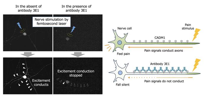 High-affinity anti- CADM1 antibody suppresses neuronal signals produced in response to pain stimulus