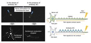 High-affinity anti- CADM1 antibody suppresses neuronal signals produced in response to pain stimulus