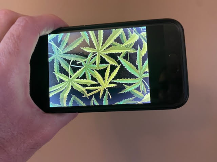 Cannabis and social media