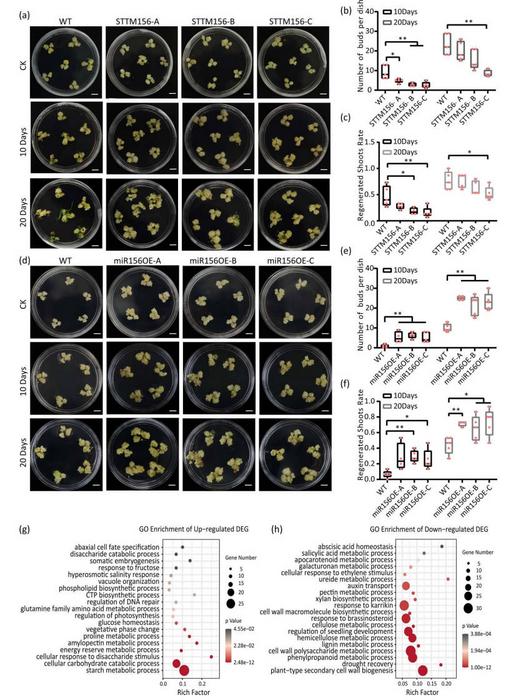 Function characterization of DlamiR156 during Ma bamboo shoot organogenesis.