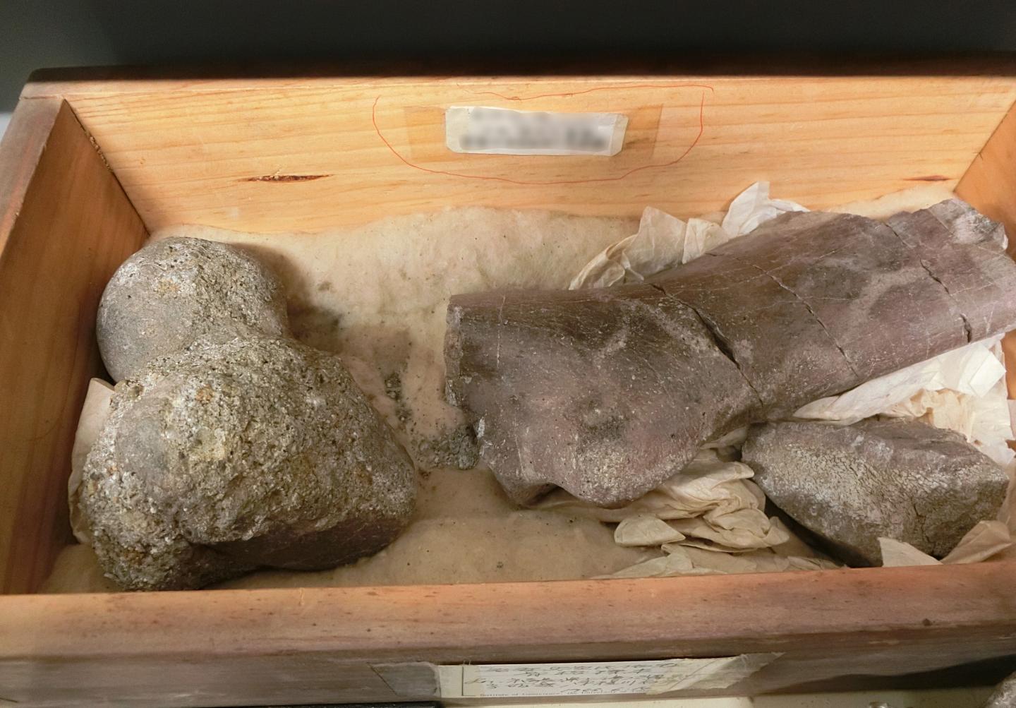 Japan's Iconic Extinct Mammal: a Sleeping Treasure in a University Collection (2 of 2)