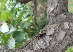 Aromia bungii is regarded as one of the most destructive longhorn beetle pests of fruit trees