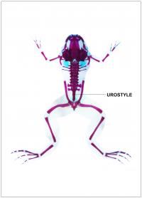 A metamorphosed frog (stage 66, Xenopus tropicalis), highlighting the urostyle.