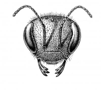 Oldest Bee Fossil is Tiny 3 | EurekAlert!