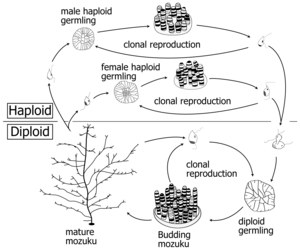 Lifecycle of Okinawa mozuku