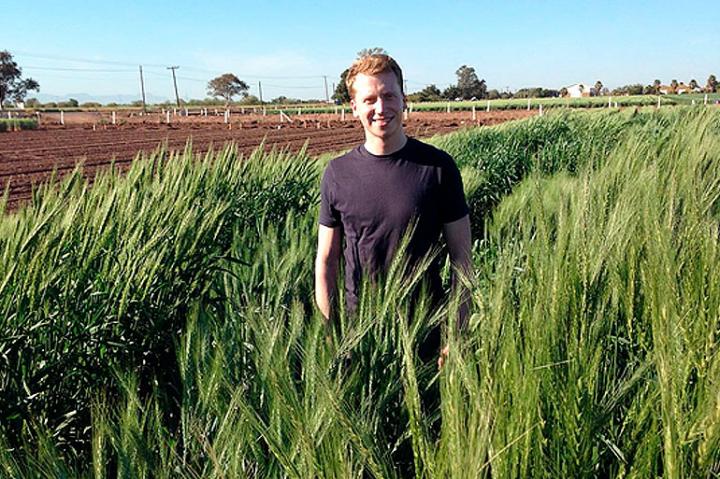 Old For New, Using Ancient Genetic Variation To Supercharge Wheat