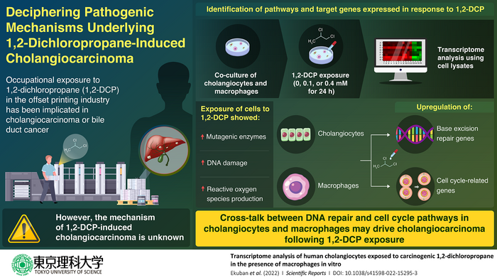 Study Sheds Light on Mechanisms Driving 1,2-Dichloropropane-Induced Cancer in the Printing Industry