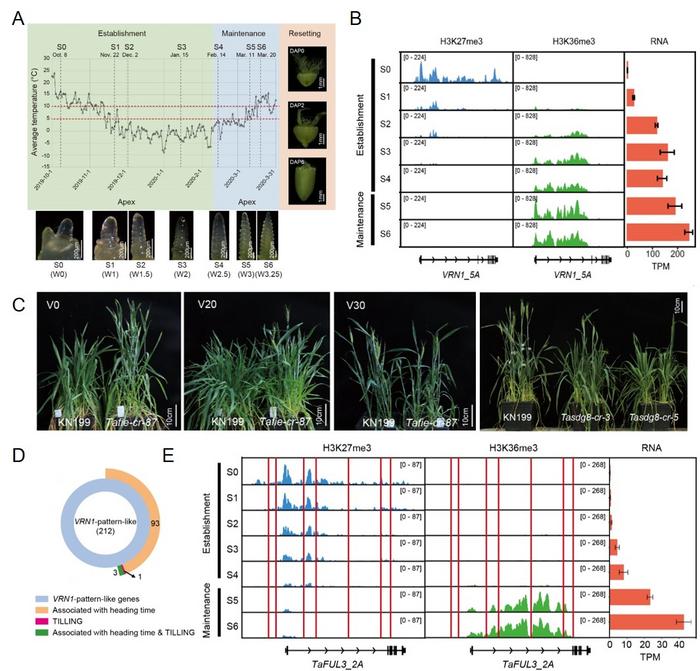 Figure 1 Distinct roles of H3K27me3 and H3K36me3 in vernalization response, maintenance, and resetting in winter wheat