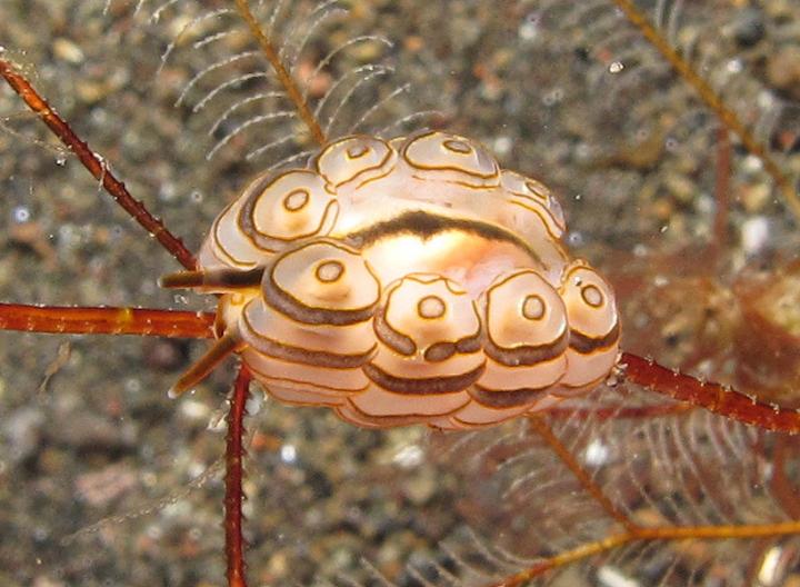<i>Doto greenamyeri</i> Nudibranch