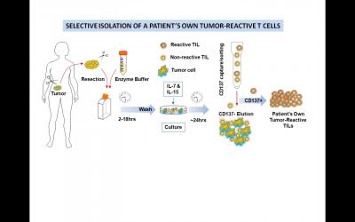 Selective Isolation of a Patient's Own Tumor-Reactive T Cells