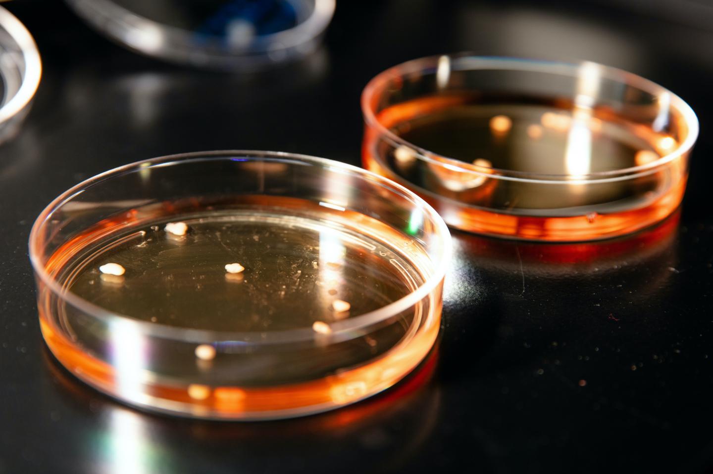 Organoids Grown in 3D Culture