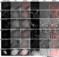 Confirmed Visualization of Six Conventional Cellular Organelles from ODT Images