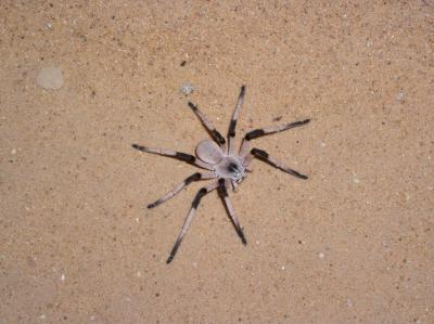 New Spider Species <I>Cerbalus aravensis</I> (2 of 3)