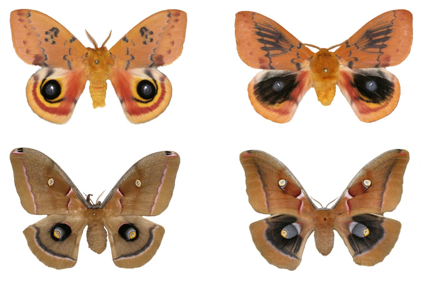 Wing Pattern Develops Differently in Moths in Same Family