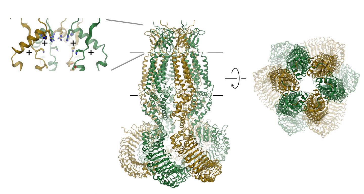 Structure of a Volume-Regulated Chloride Channel