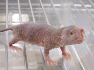 Naked Mole Rat