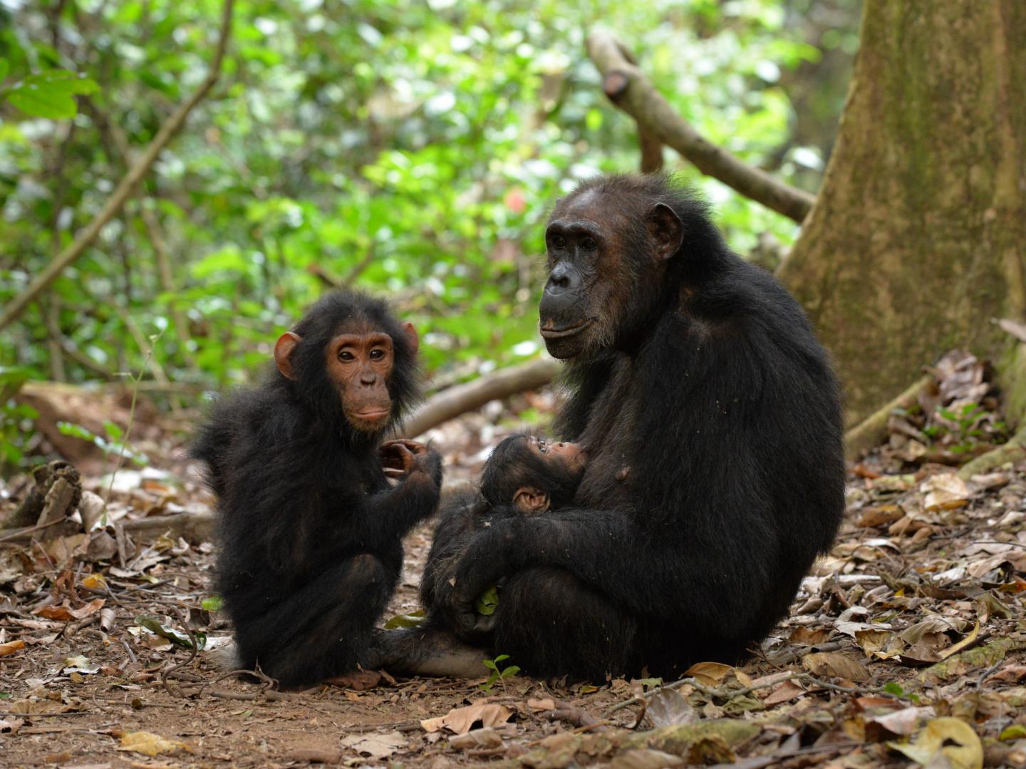 Gremlin with Her Sons Grendel and Gizmo at Gombe National Park