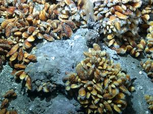 Deep-sea mussels