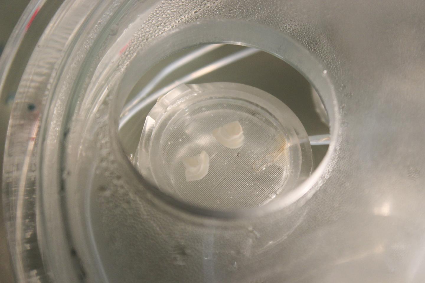 Mice with Frequent Flyer Miles?