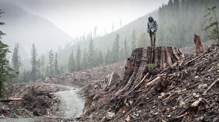 Canadian wilderness destruction