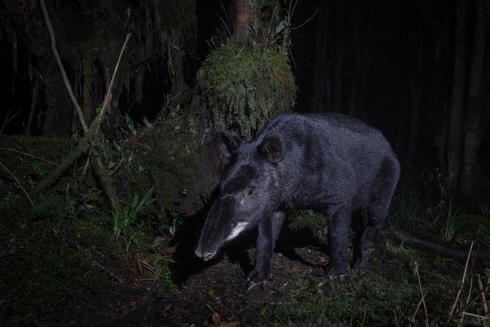 Mountain tapir