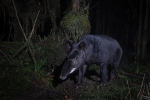 Mountain tapir