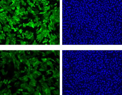 NIST Researchers 'All Aglow' Over New Test of Toxin Strength