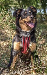 Shola the English Shepherd Dog