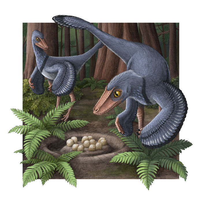 Artist’s impression of two Troodons with a common nest.