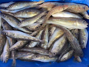 Juvenile cod