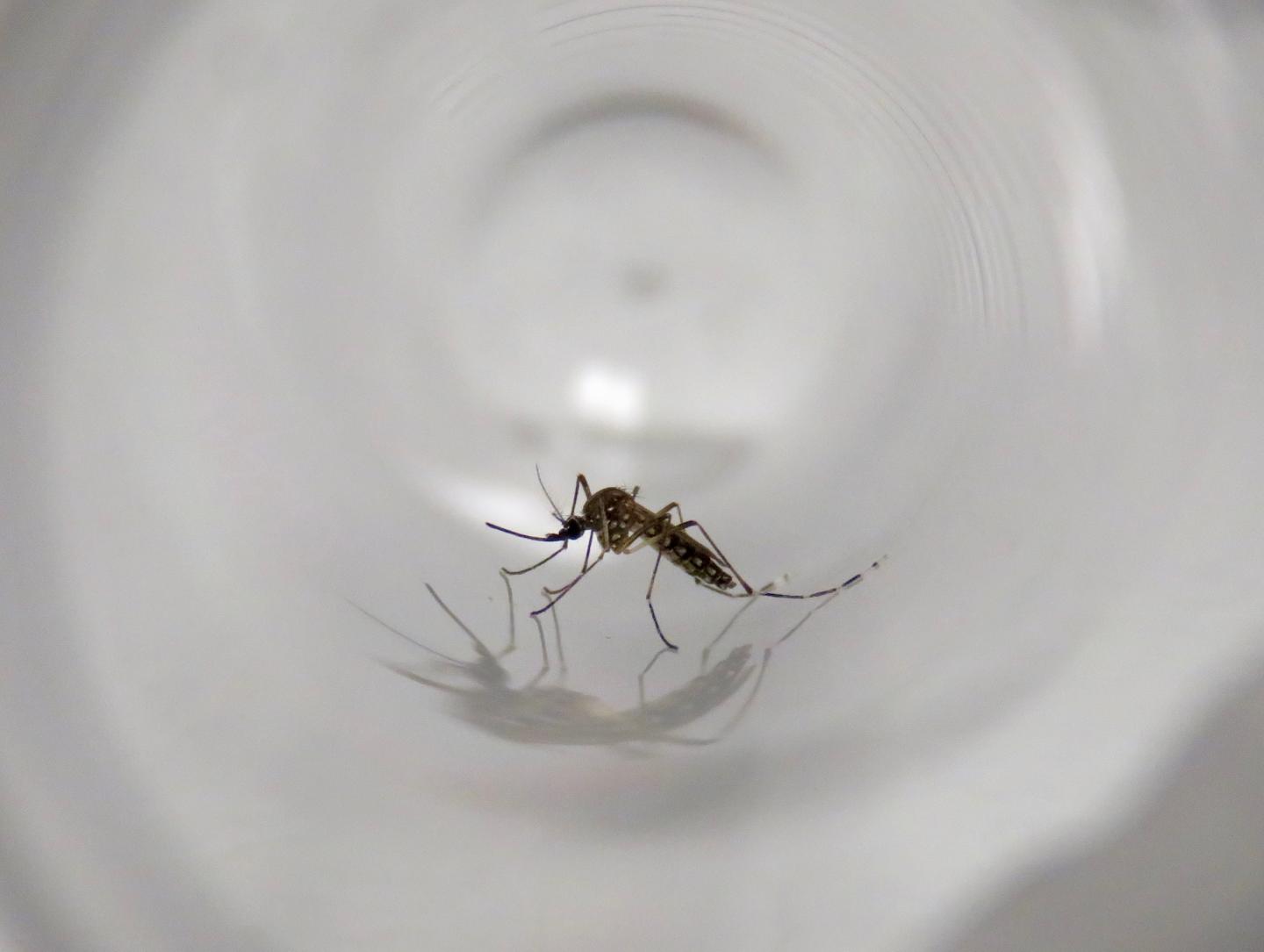 <I>Aedes aegypti</i> Mosquitos Introduced to California Multiple Times