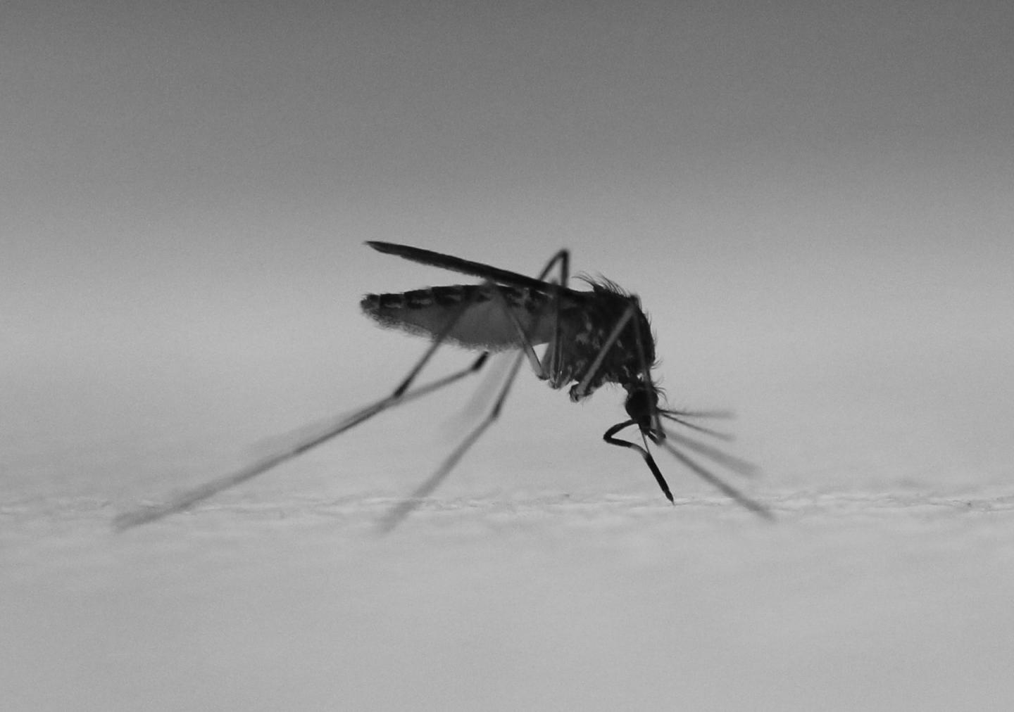 Mosquito Biting