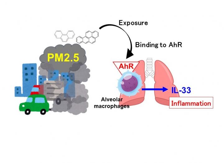 Suggested Mechanism of Inflammation Promoted by AhR