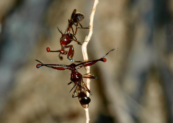 A confrontation between stalk-eyed flies