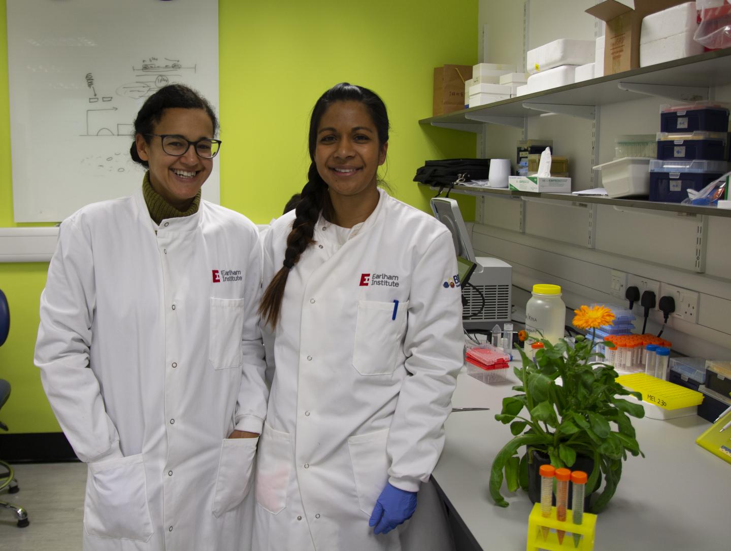 Discovering Hidden Plant Medicines on Your Doorstep