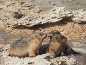 Australian sea lion pups