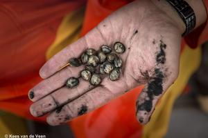 Cockles that were collected at a sampling station.