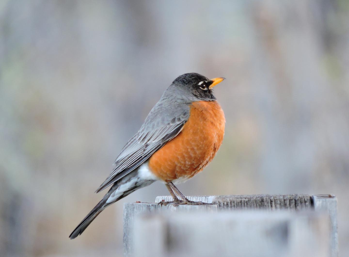 Robins Appear to Owe Some of Their Success to Lateral Thinking