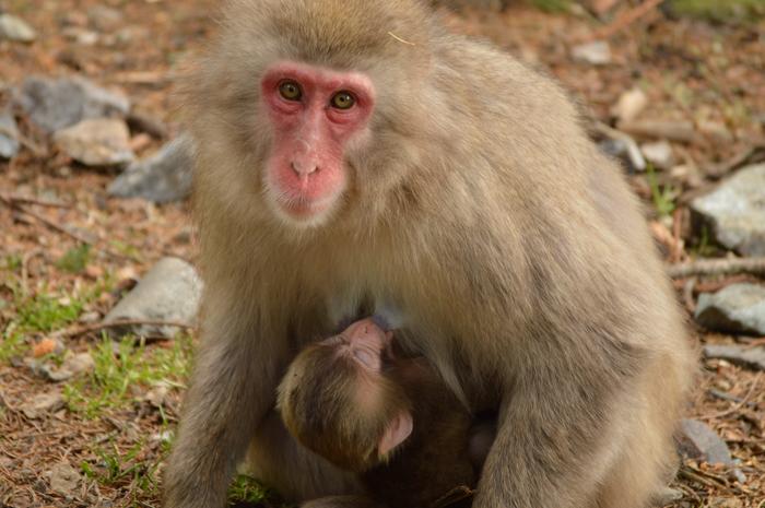 A female Japanese macaque nursing her few weeks old infant. Japanese macaques give birth to their infants between spring and early summer and nurse it for seven months to a year. After about a month, the infants begin to eat additional solid food. By wint