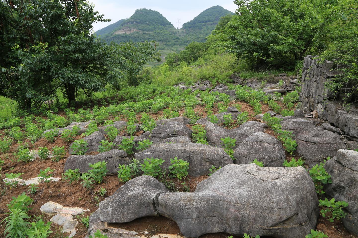 Rocky desertification exposing bedrock in the Chenqi catchment in the Karst Critical Zone Observatory Guizhou Province, China