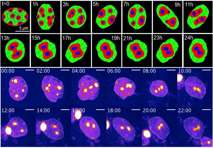 Change of Chromatin Structure Induced by Dynamic Nuclear Deformation