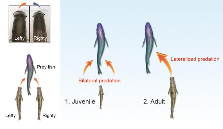 Lefty and Righty of Scale-Eating Cichlid Fish and Development of Attack Side Preference