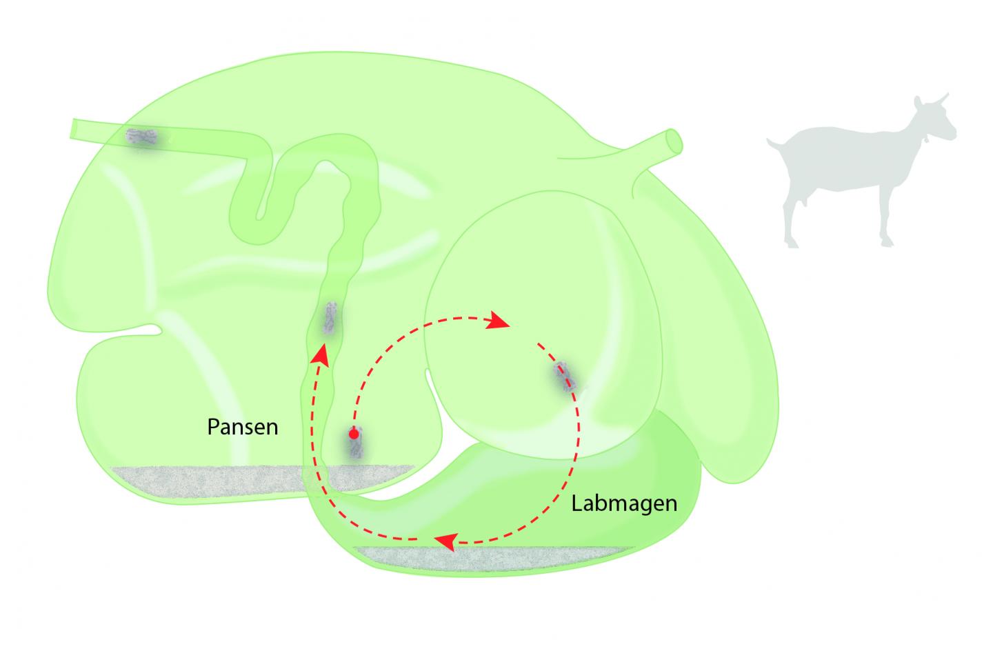 Abomasum