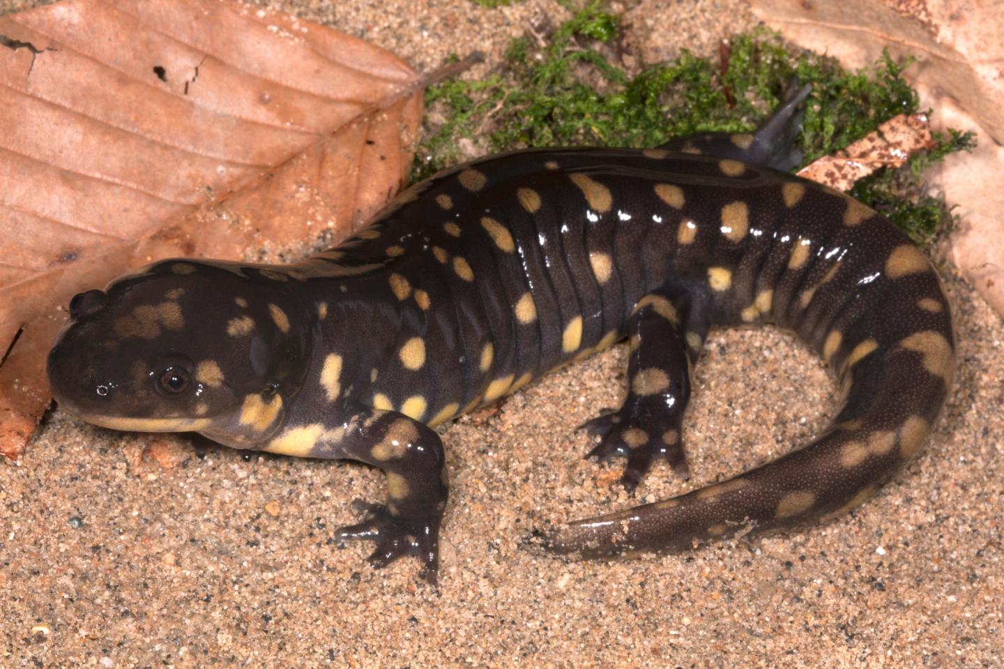 Tiger Salamander