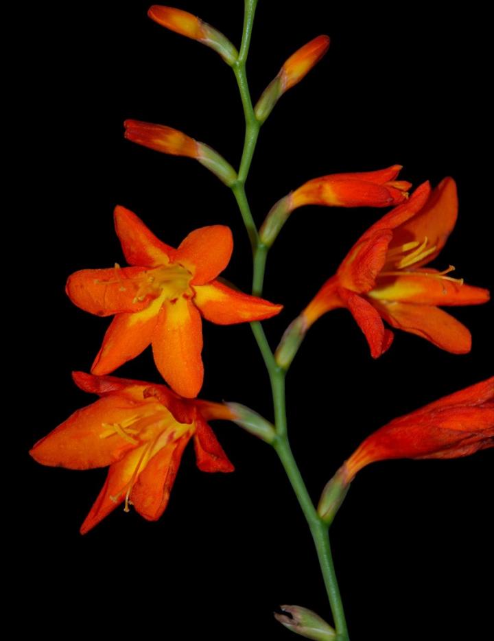 A Pretty Plant of Summer Produces a Promising Anti-Diabetes Compound