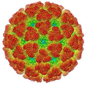 The Ckicungunya Virus